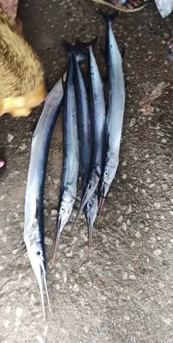 Patti Kanga fish