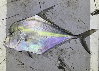 Oont Patal fish