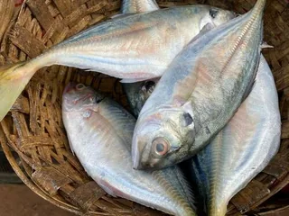 Bakka fish