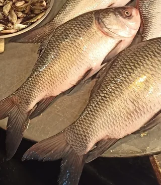 Thaila fish