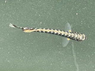 Mahi-Mahi fish