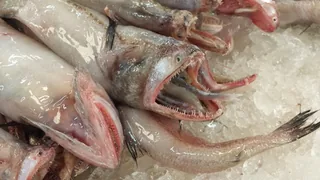 Bumbal fish