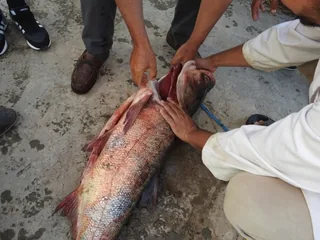 Chandi fish