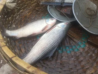 Rau fish
