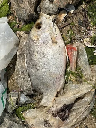Lal Pari fish
