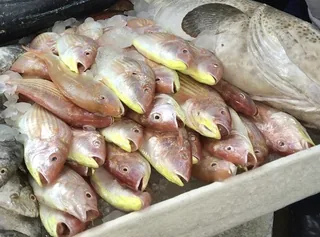 Chakori fish