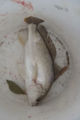 Safaid Bora fish