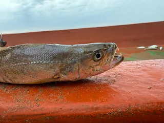 Mushka fish