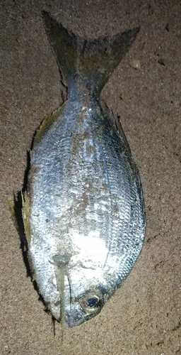 Kapartan fish