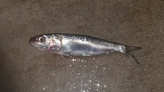 Gumbal fish