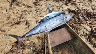 Surmai fish