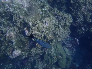 Teetar fish