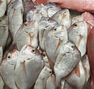 Dan fish