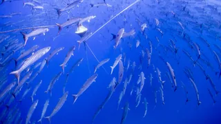 Kala Kund fish