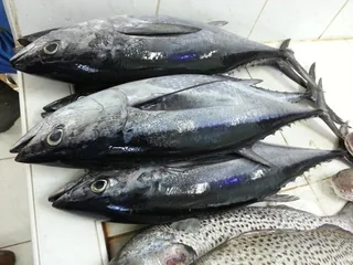 Daman fish