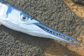 Gol Kanga fish